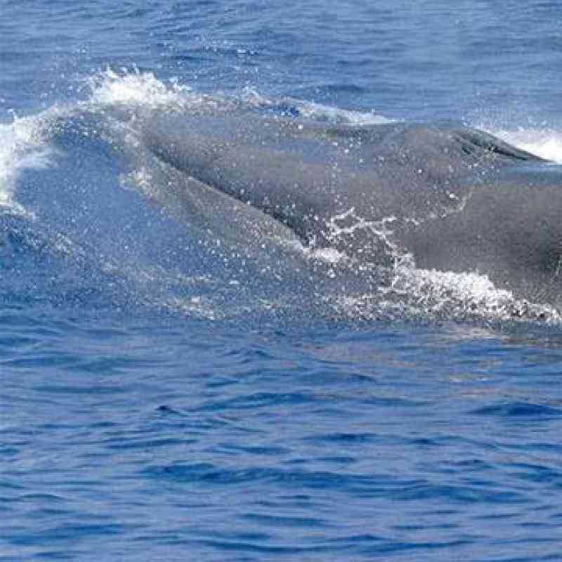 Rice's Whale