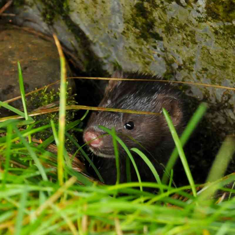 brown mink looks out from under rock and grass
