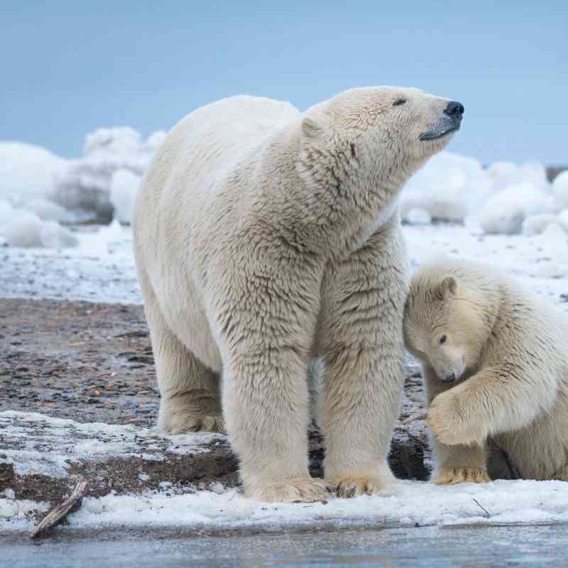 2015.10.03 - Polar Bear Mother With Cub - Arctic National Wildlife Refuge - Alaska - Debbie Tubridy 