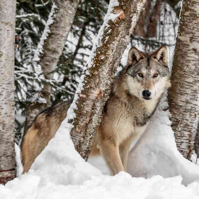 2017.02.06 - Gray Wolf in a Snowy Forest - Montana - wesdotphotography-Alamy Stock Photo