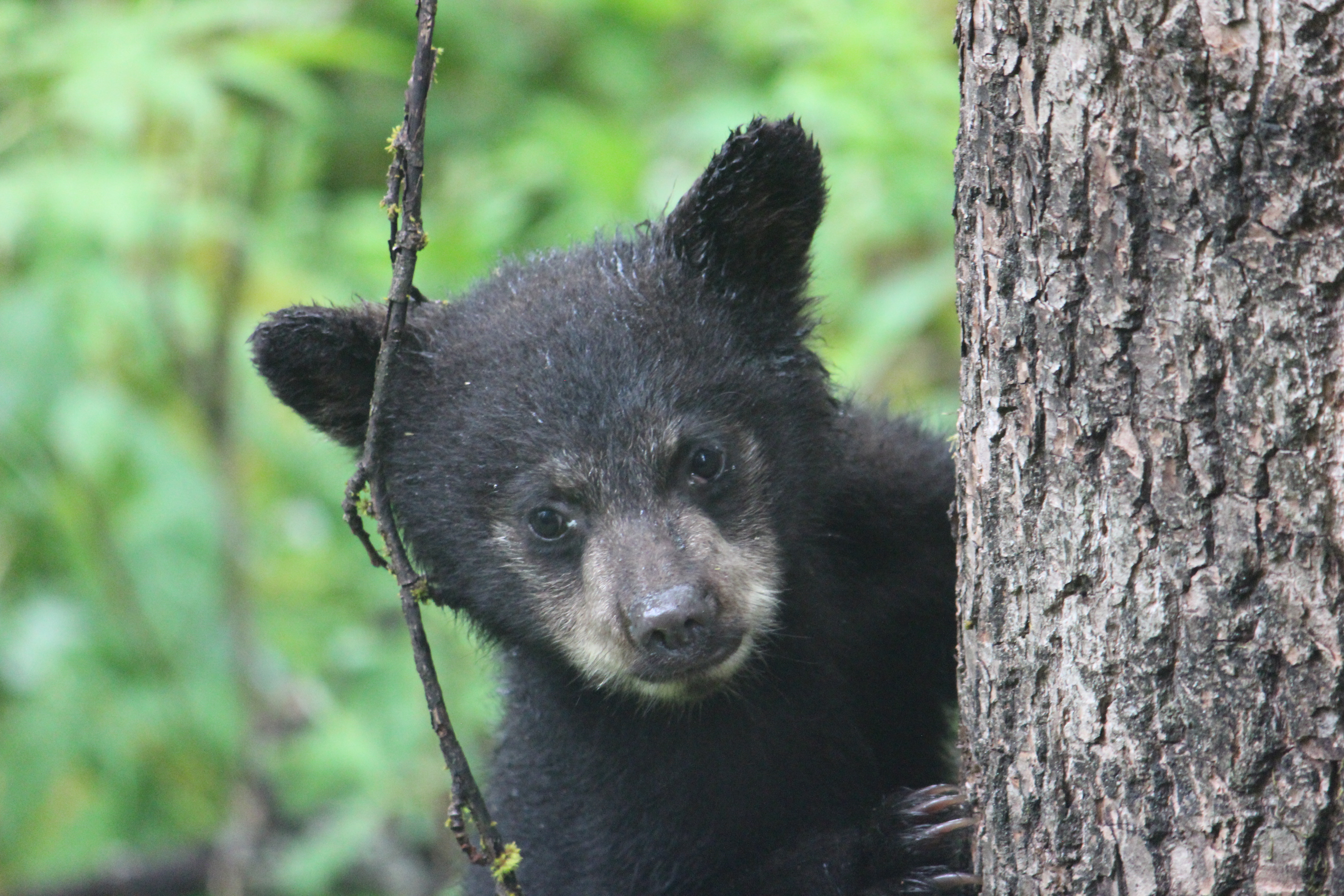 Black Bear