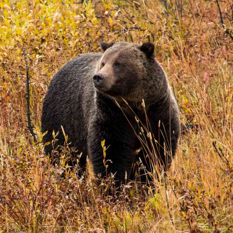 2017.09.30 - Grizzly Bear - Grand Teton National Park - Wyoming - NPS-Adams