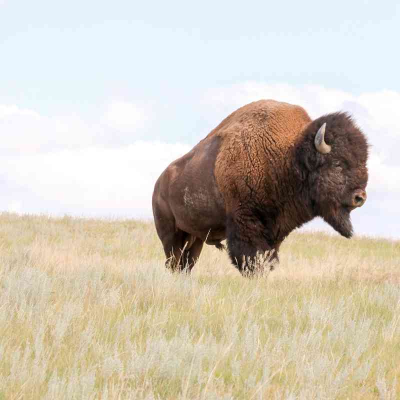 2019.08.22 - Fort Peck Bison Release - Bull on hill - MS landscape - Chamois Andersen-DOW