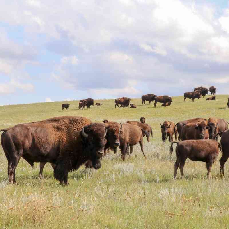 2019.08.22 - Fort Peck Bison Release - Cultural herd - MS landscape - Chamois Andersen-DOW