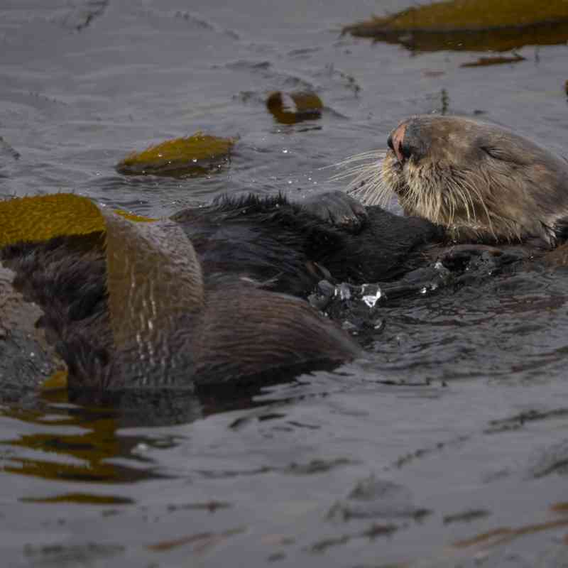 Sea otter in kelp 