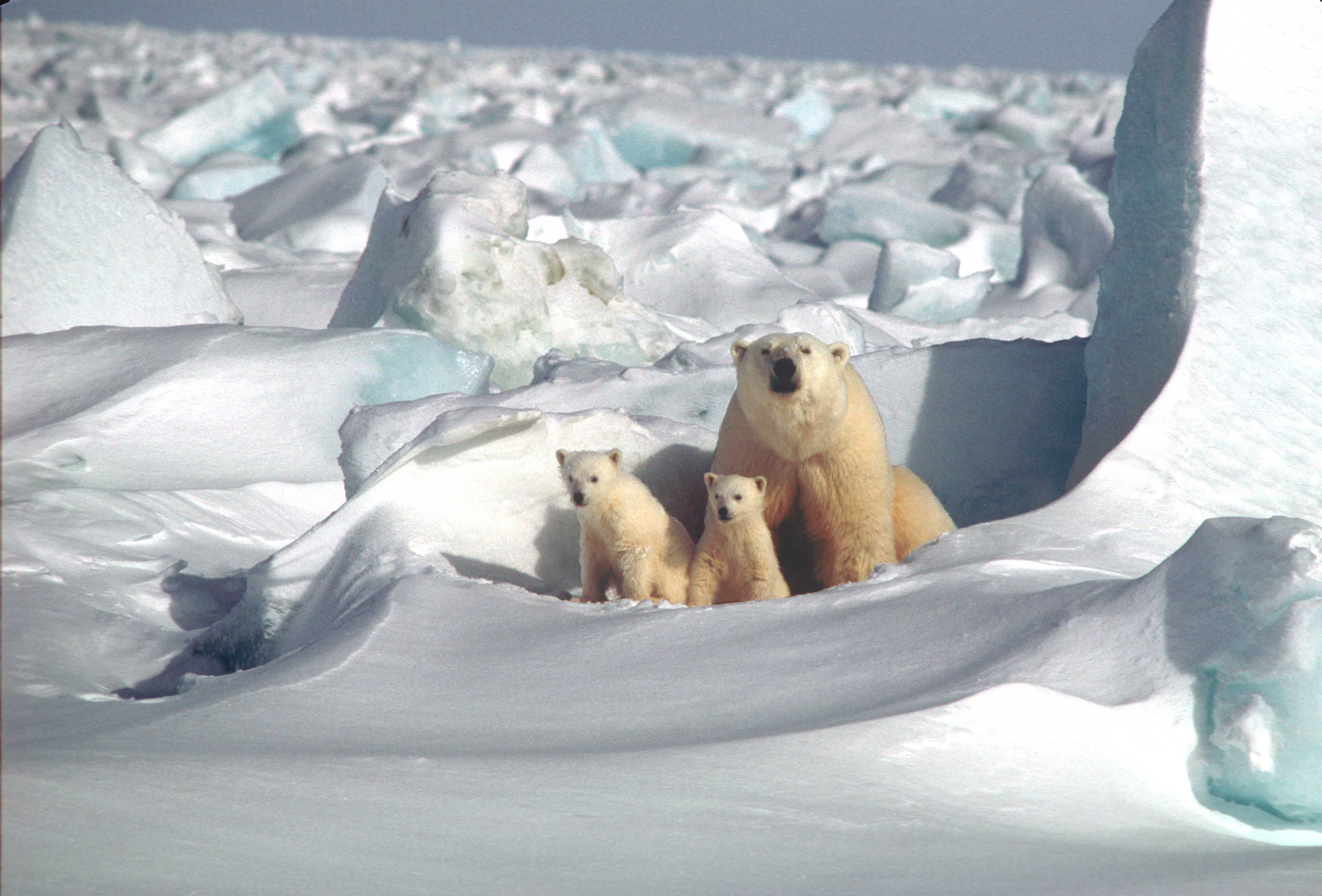 Mom and Cubs - Steven Amstrup USGS.jpg