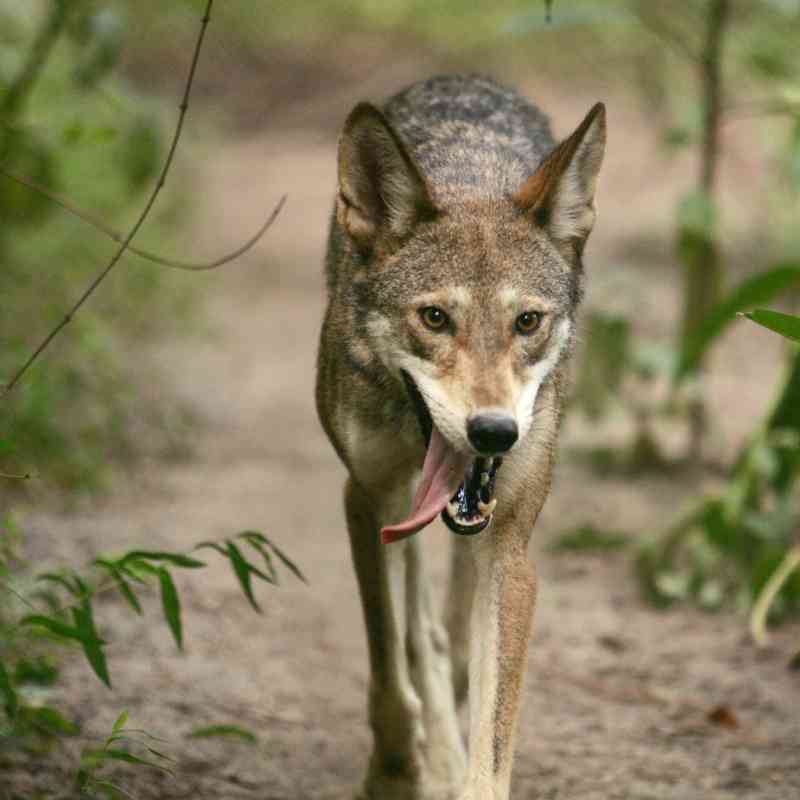 Stalking red wolf 