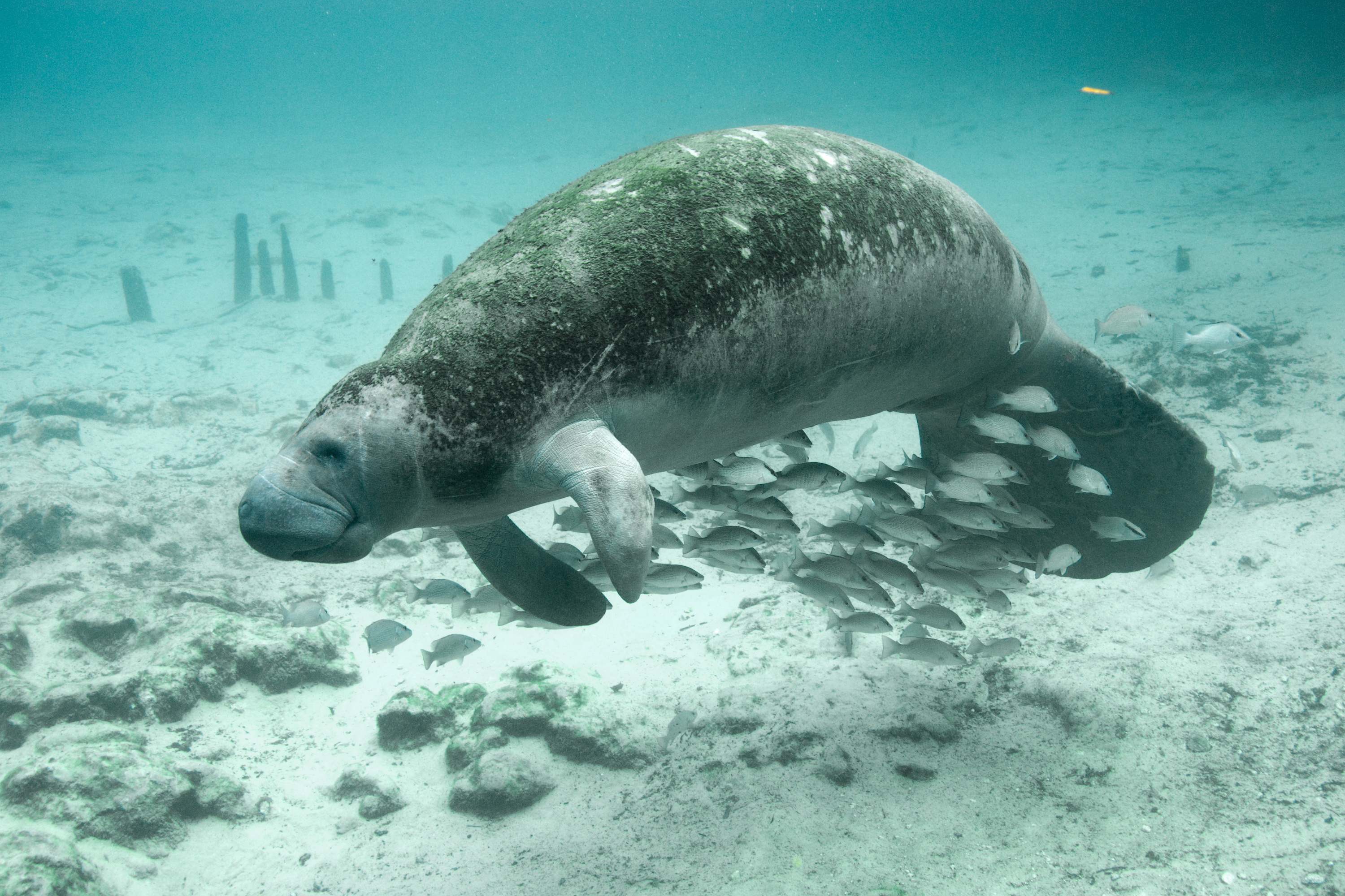 biodiversity hotspot assignment 2010.12.27 - Florida Manatee - Crystal River National Wildlife Refuge - Florida - Keith Ramos - USFWS