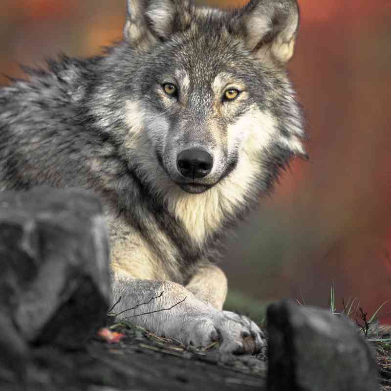 Gray Wolf Stare