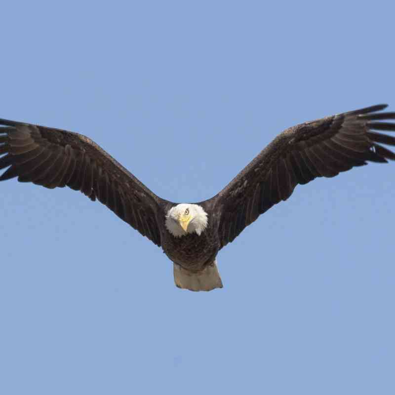 2012.05.14 - Flying Bald Eagle - Benton Lake National Wildlife Refuge - Montana - Neil Mishler - USFWS