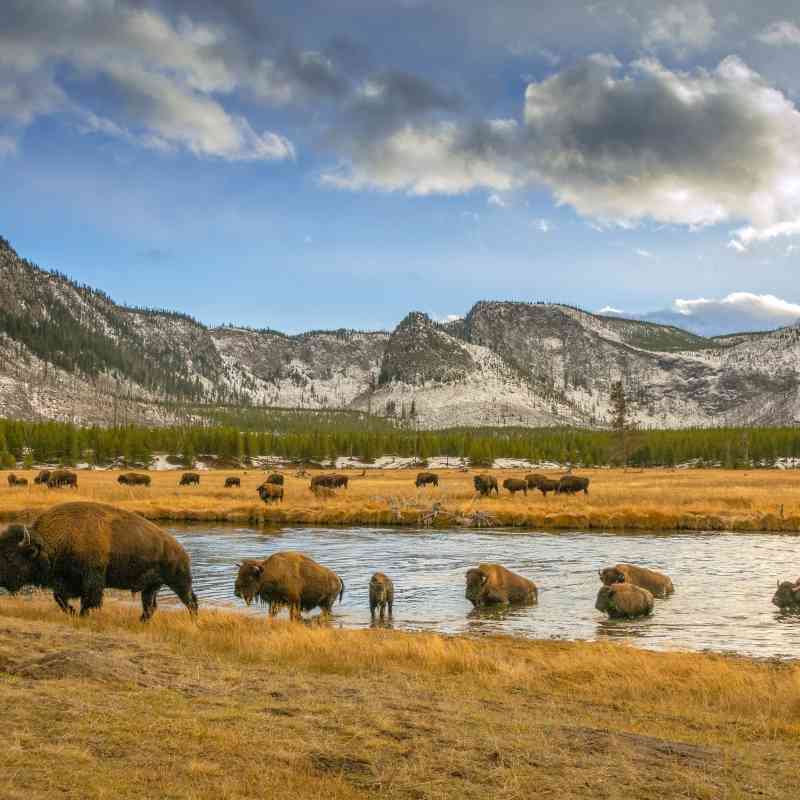 2013.10.31 - Bison River Crossing - Yellowstone National Park - Wyoming - Jim Shane
