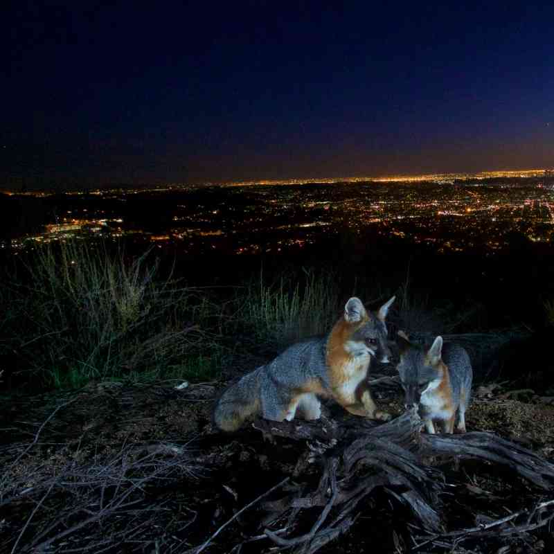 Gray foxes in Verdugo Mountains California - NPS