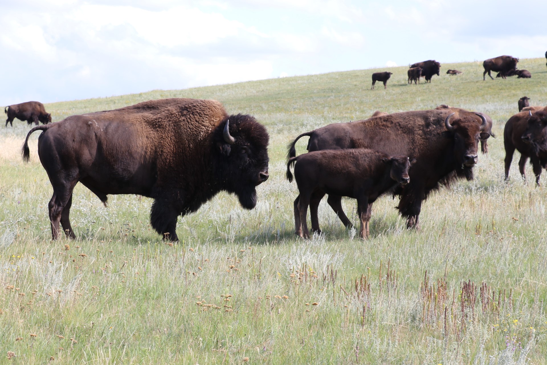 2019.08.22 - DITL - Fort Peck Bison Release - Bison release family - MS landscape - Chamois Andersen-DOW