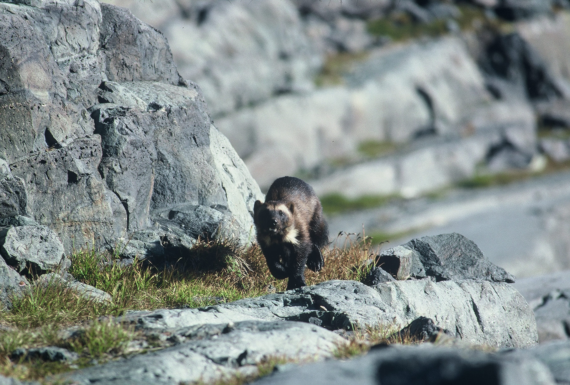  Wolverine on a Rocky Slope - Ken Curtis.jpg