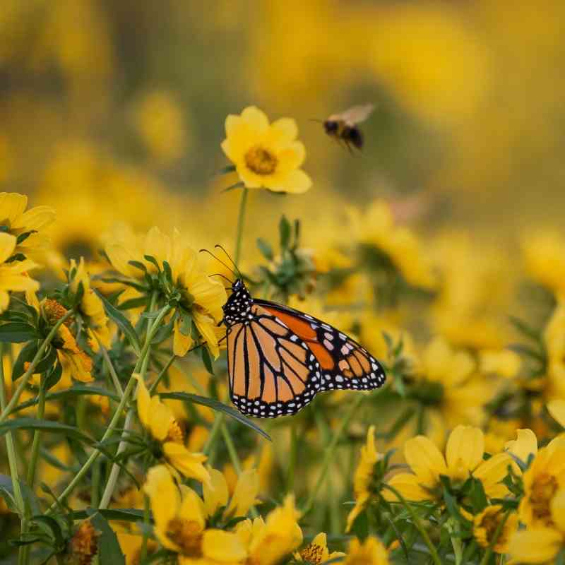 Monarch butterflies on yellow marigold flowers at Chautauqua National Wildlife Refuge, Illinois.