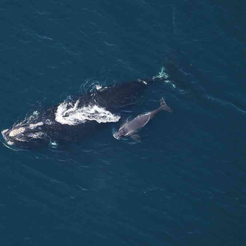 2022.03.03 - North Atlantic Right Whale with Calf - Clearwater Marine Aquarium Research Institute and U.S. Army Corps of Engineers, taken under NOAA permit 20556-01