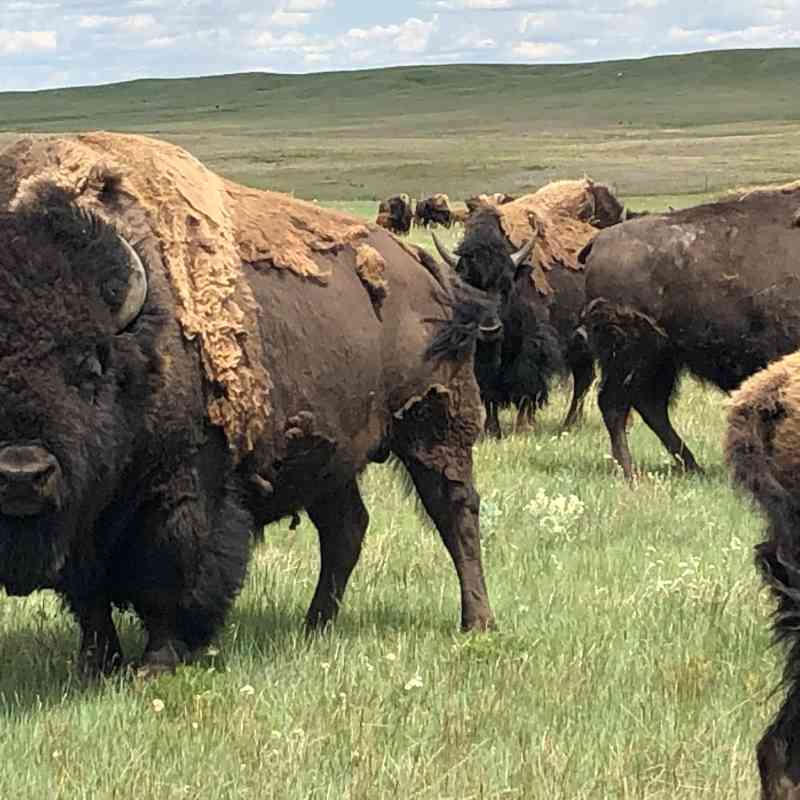 Bison of the Assiniboine and Sioux Tribes of Fort Peck_Montana_DOW