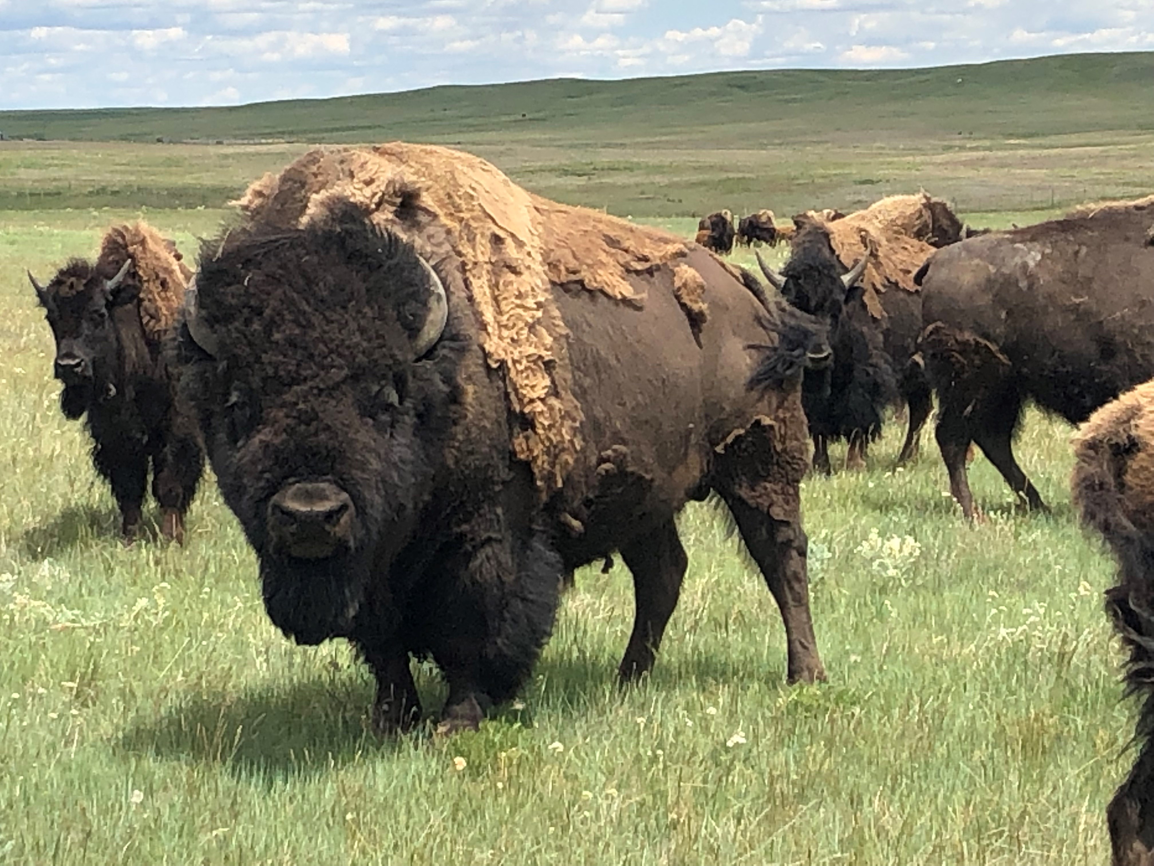 Beauty & Buffalo In The Great Plains