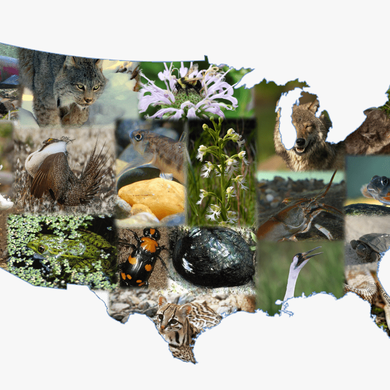 Animal collage in the shape of the United States_USFWS