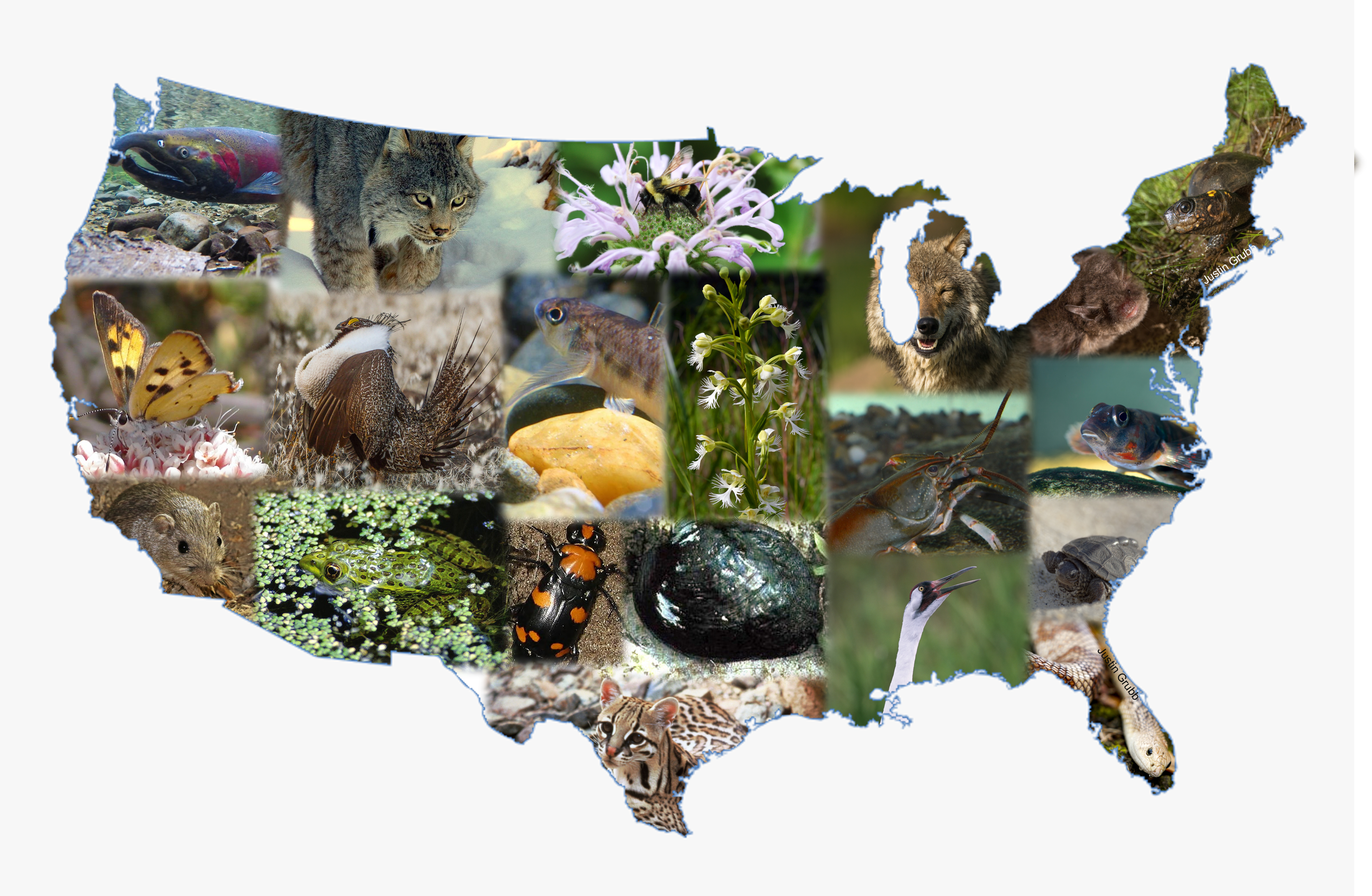 Animal collage in the shape of the United States_USFWS