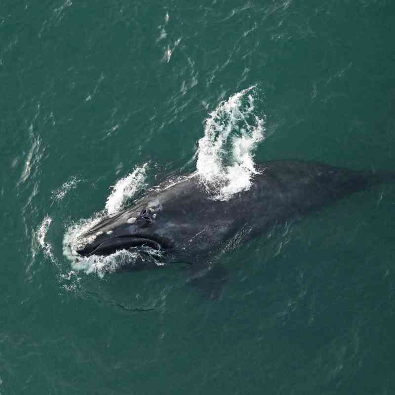 2020.01.18 - North Atlantic Right Whale Surfacing - FWC Fish and Wildlife Research Institute