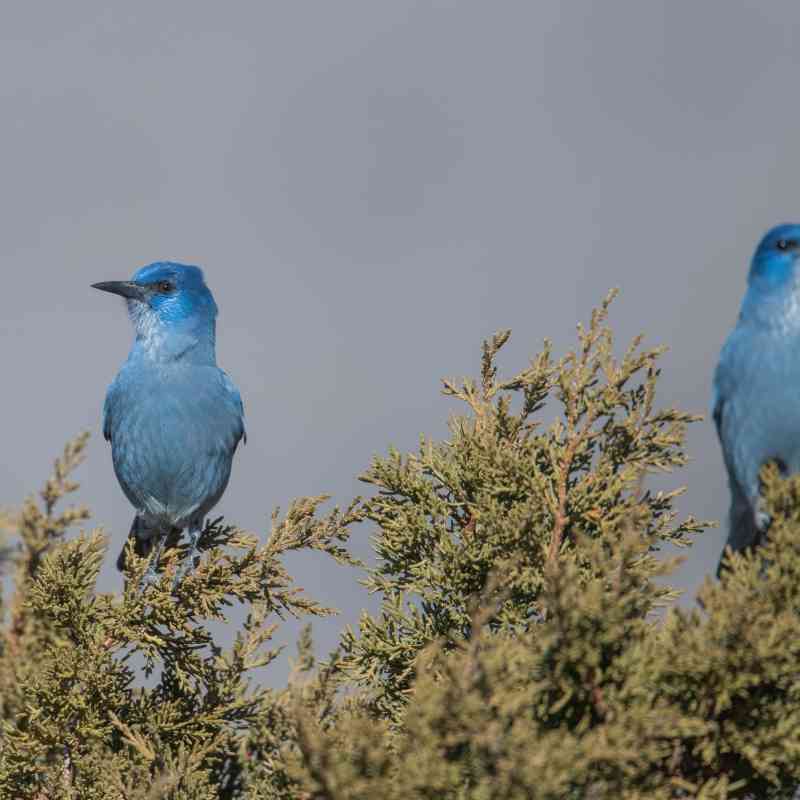 Three pinyon jays sit in the top branches in a tree in Nevada.