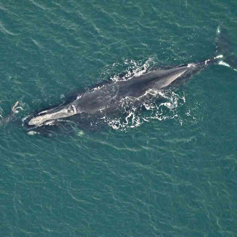 2023.01.05- Right Whale Swimming with Calf-FWC-CC BY NC ND 2.0