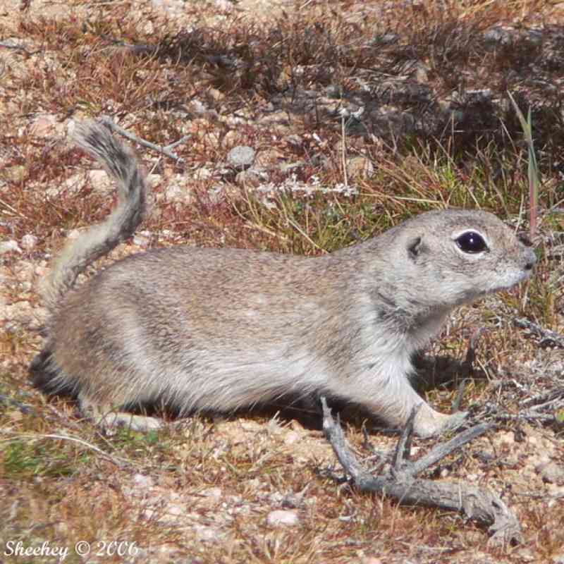 Mohave Ground Squirrel - © Nature Ali (CC BY-NC-ND).jpeg