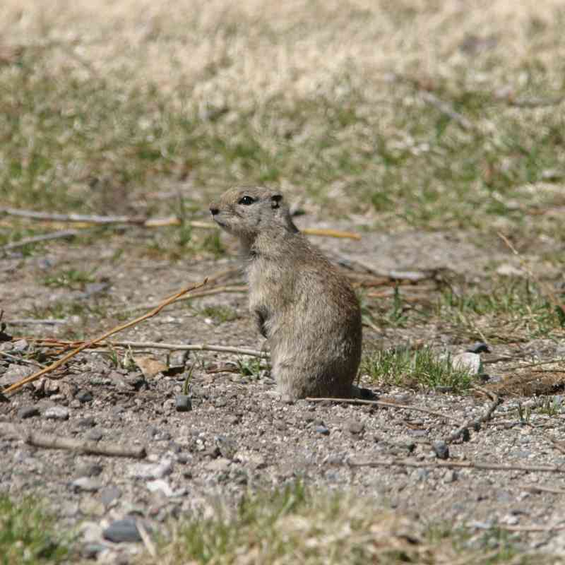 2005.04.14 - Mohave Ground Squirrel - Death Valley, California - Marcel Holyoak (CC BY-NC-ND 2.0 DEED)
