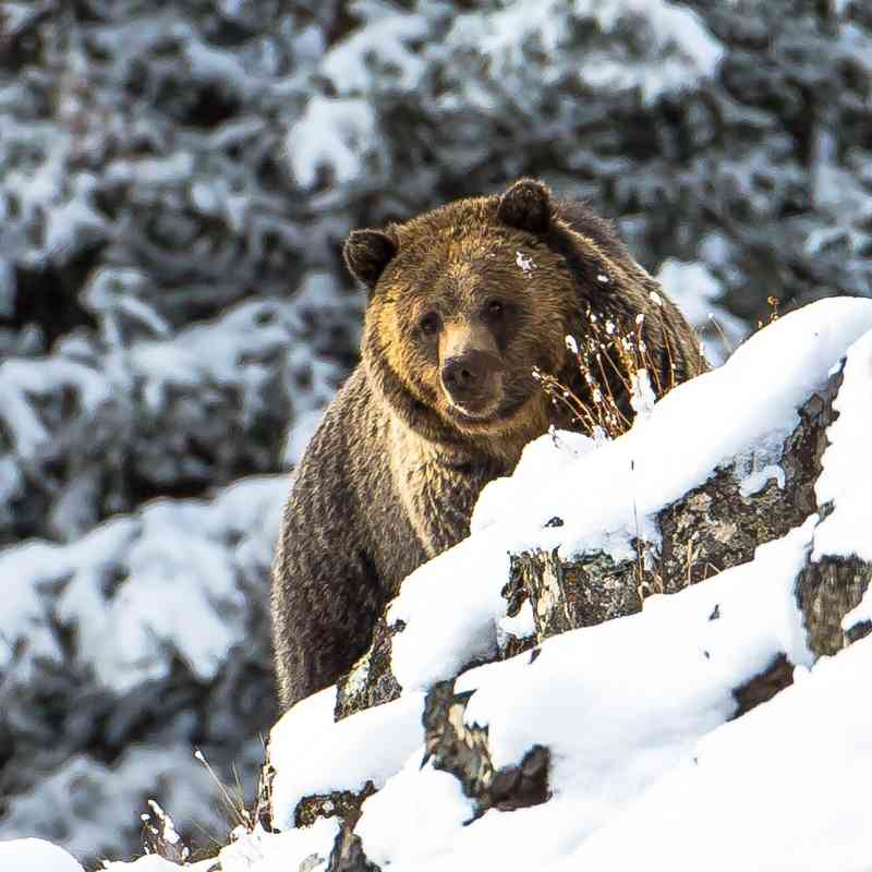 A grizzly bear walking up an incline, stopped peering over some snow-covered rocks towards the camera. There are huge evergreen trees in the background, covering in snow.