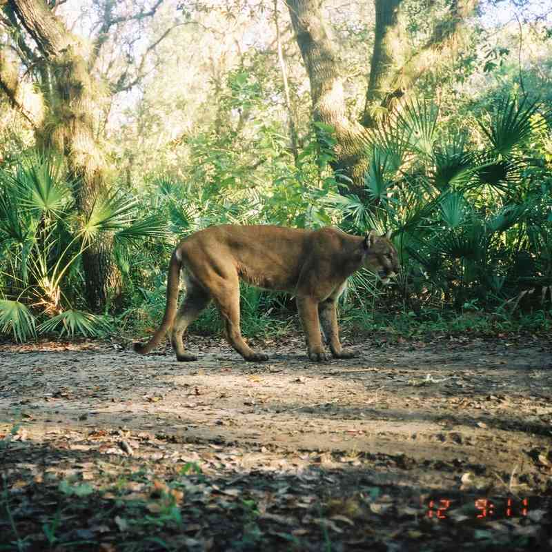  Adult Male Florida Panther in Florida Panther National Wildlife Refuge