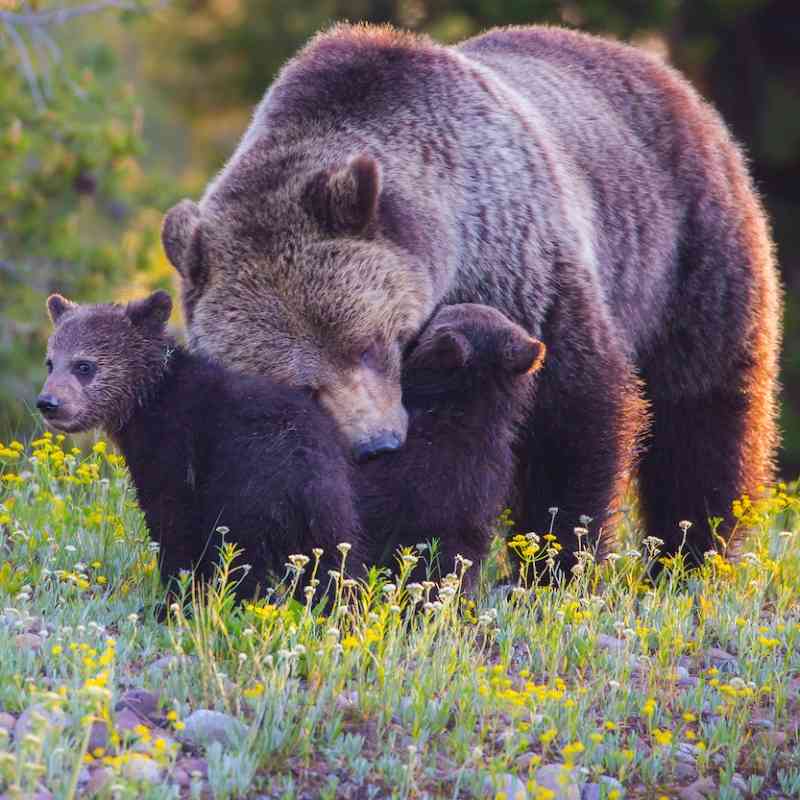 Grizzly mother nuzzling her two cubs in a meadow filled with yellow flowers in the Grand Tetons.
