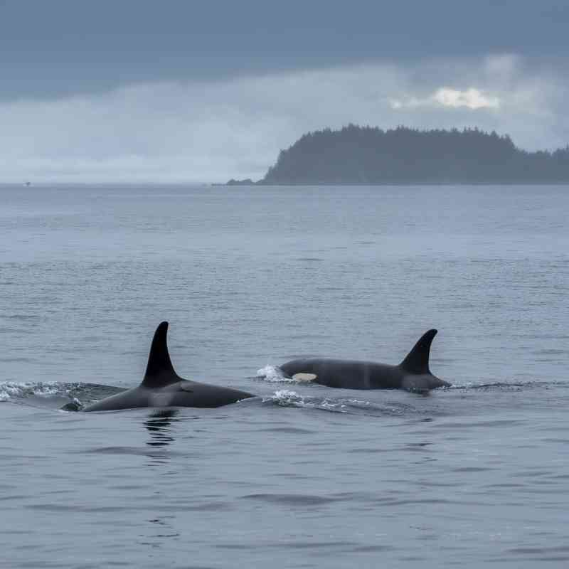 2022.08.28 - Two Orcas Swimming - Tongass National Forest - Alaska - Harvey Hergett-USFS.jpg
