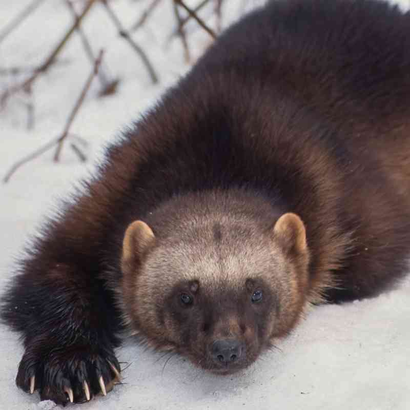 A wolverine lays in the snow in Montana
