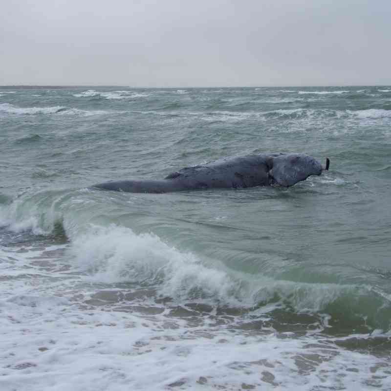 A dead North Atlantic right whale is seen stranded at Joseph Sylvia State Beach in Edgartown, Mass. Found on Sunday, the whale is a juvenile female, a devestating loss to the population.