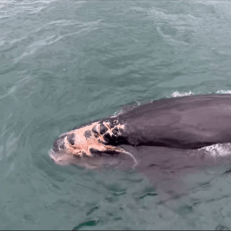 A North Atlantic right whale calf is seen with severe injuries to the head, face and left lip in Edisto, S.C.