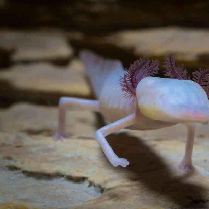 Texas blind salamander