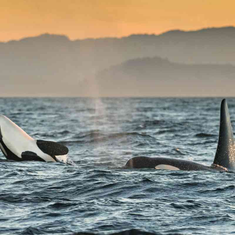 2018.08.04 - Southern Resident Orcas play in Salish Sea - British Columbia, Canada - Richard Ellis - Alamy Stock Photo