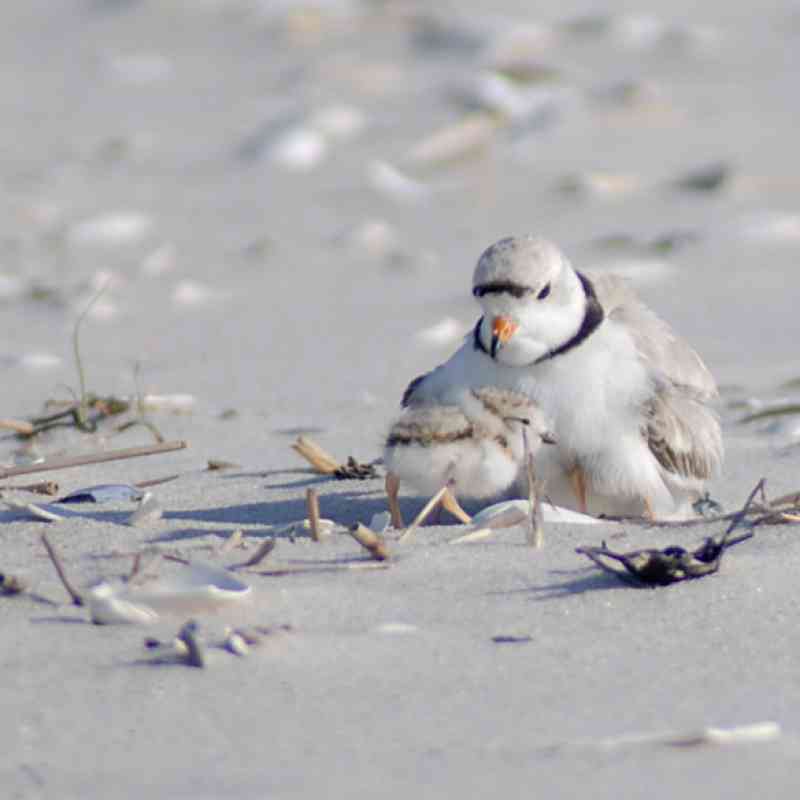 Piping Plover sitting on beach with chick