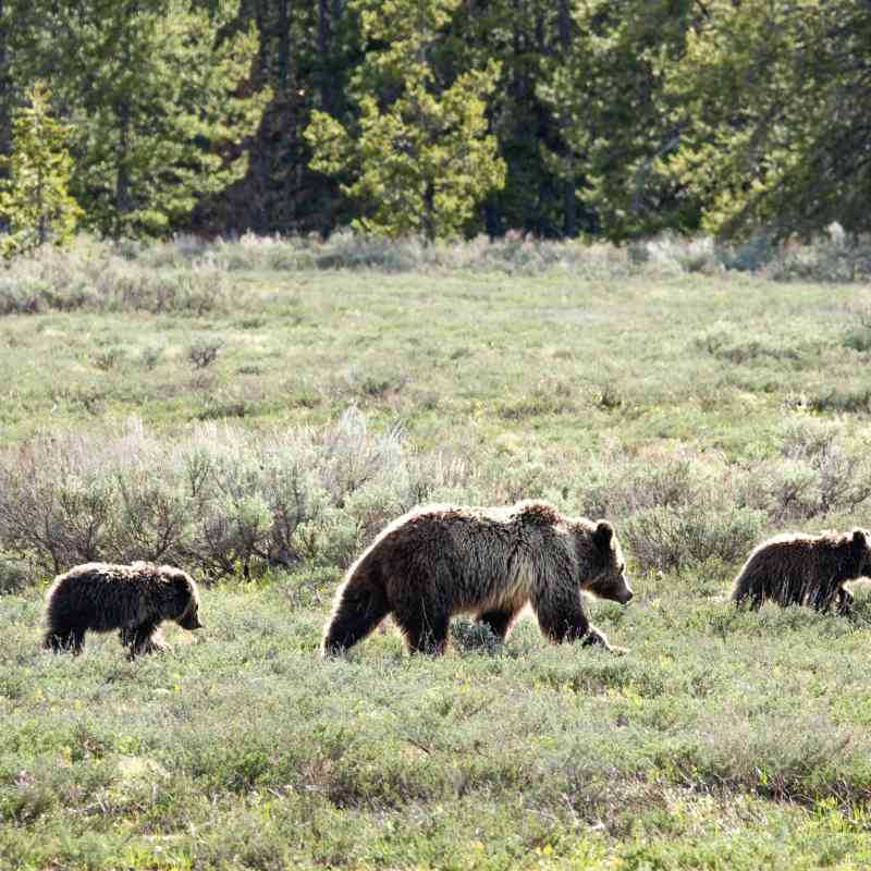 2018.05.13 - Grizzly Bear Mother and Cubs - Grand Teton National Park - Wyoming - NPS-Adams