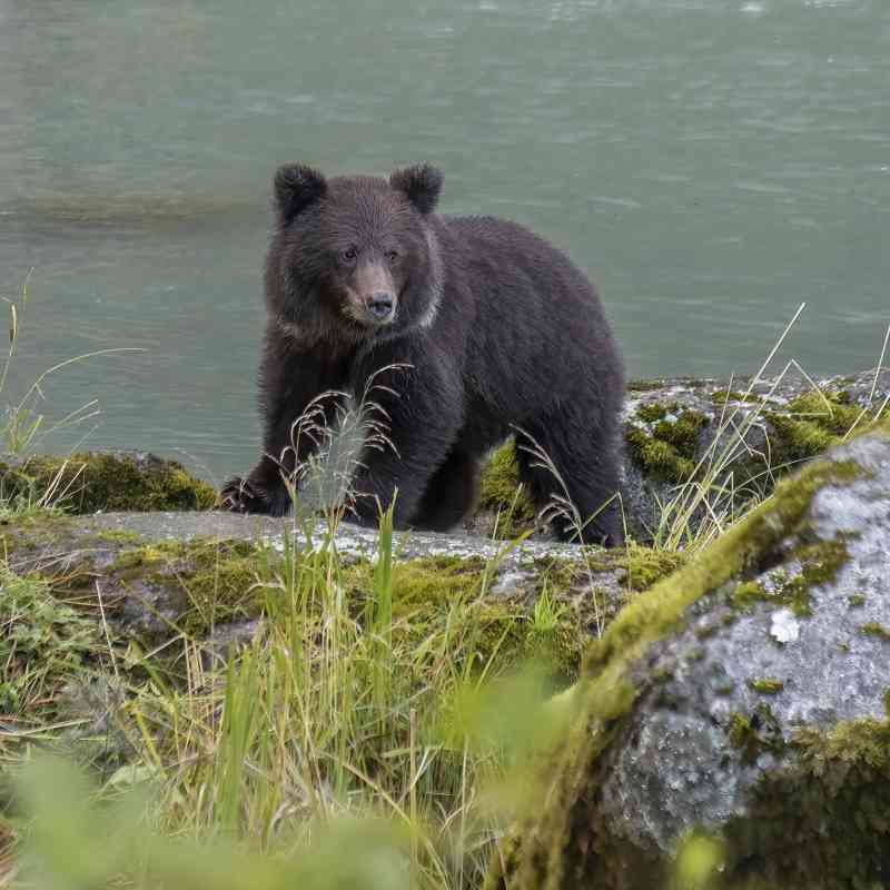 Our Top 5 Grizzly Bear Facts