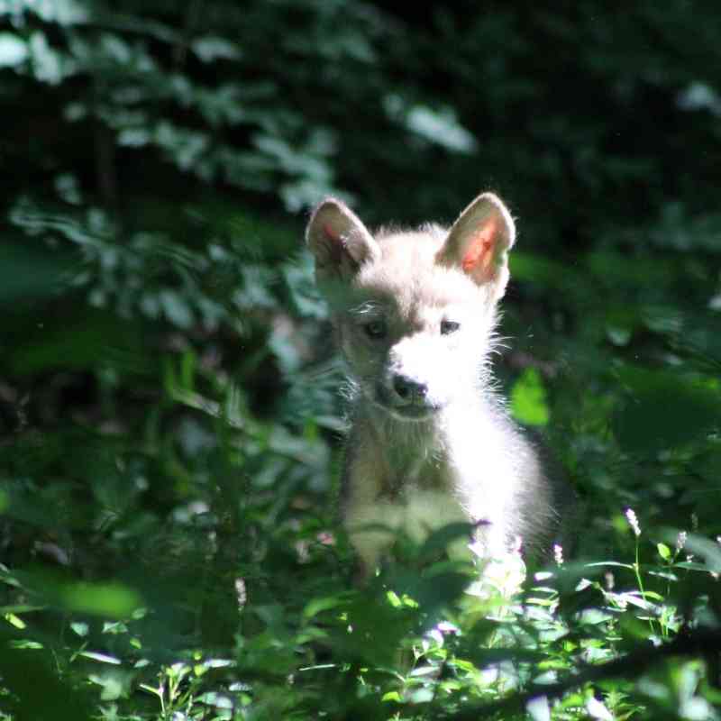 - Mexican Gray Wolf Pup - Rebecca Bose - Wolf Conservation Center.JPG