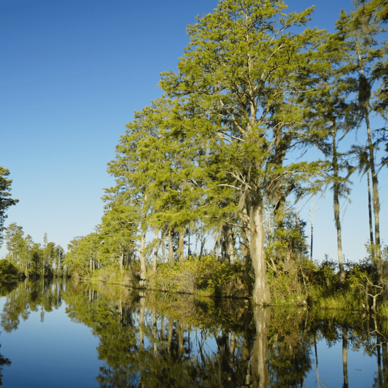 Swamp Lined with Trees at Okefenokee NWR