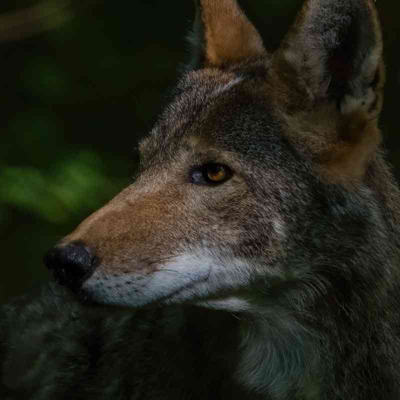 Male Red Wolf Profile 