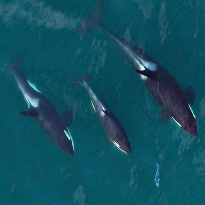 A family group of southern resident orcas chasing a salmon - Image taken from an unmanned hexacopter at more than100ft - NOAA SWFSC, SR3 and the Coastal Ocean Research Institute - NMFS permit #19091 (1).jpg