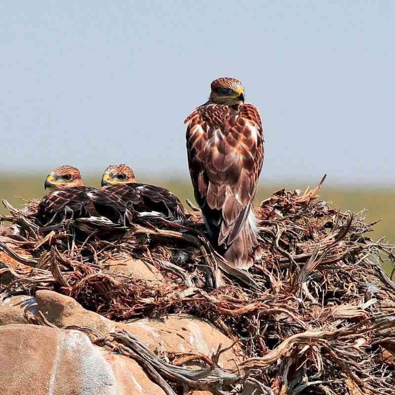 Ferruginous Hawk Nest - Wyoming