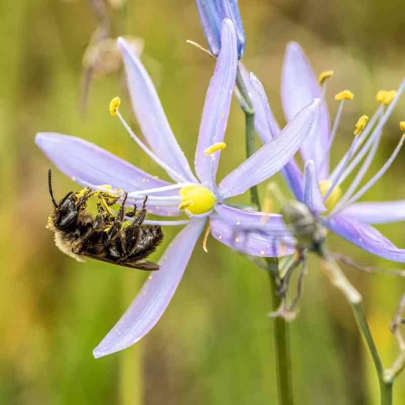 Franklin's Bumblebee on Wildflower