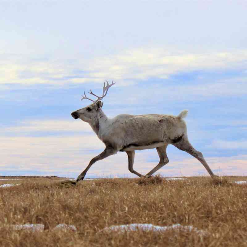 2022.06.12 - Female Caribou - Teshekpuk Lake - Alaska - Ashley Sabatino-BLM.jpg