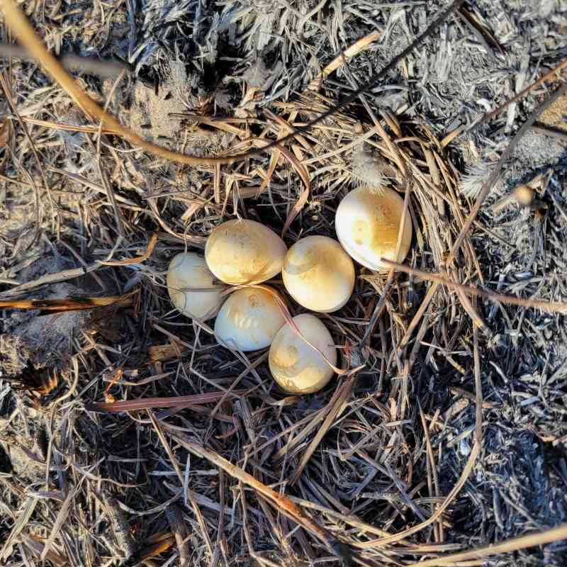 2023.04.27 - Northern Bobwhite Eggs Burned - Texas - Coastal Bend Bays & Estuaries Program (CC BY-ND 2.0).jpg