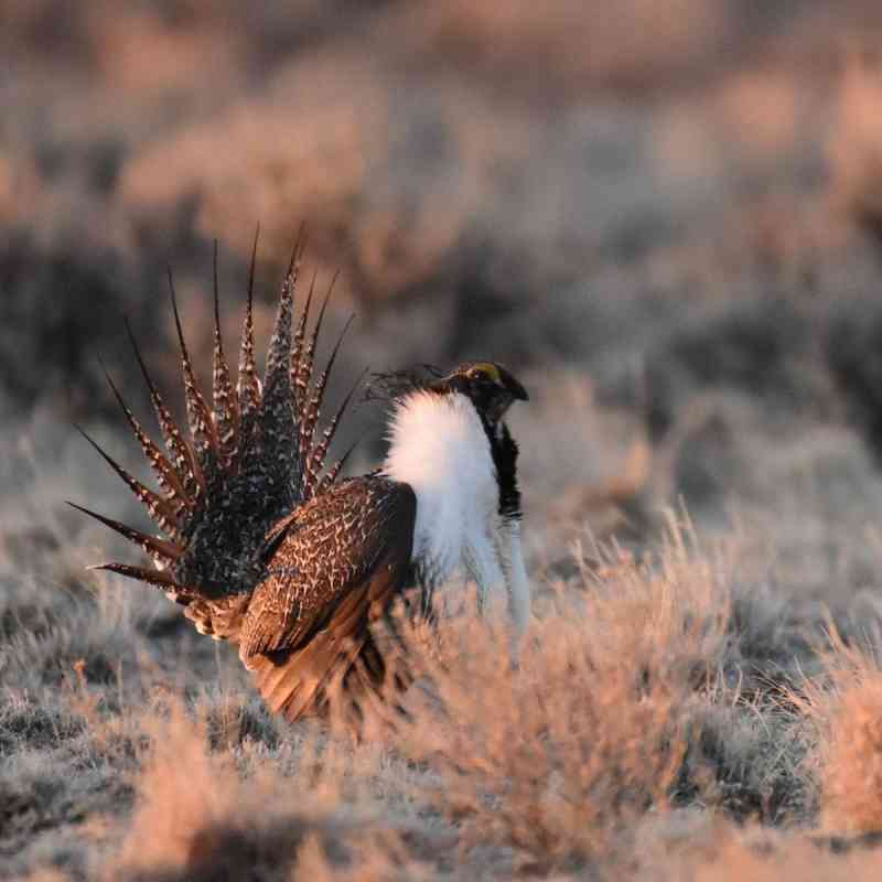 Greater Sage-Grouse standing in sagebrush sea